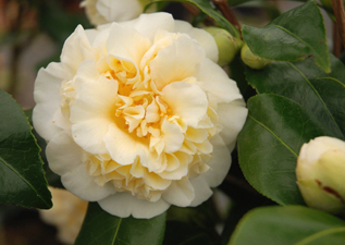 shrubs & trees in wimborne