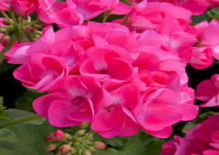 bedding plants in Wimborne