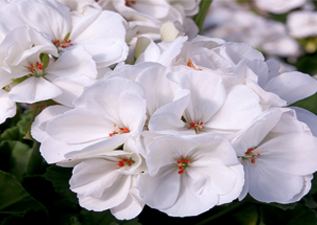 bedding plants in Wimborne