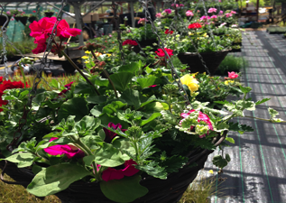 hanging baskets wimborne