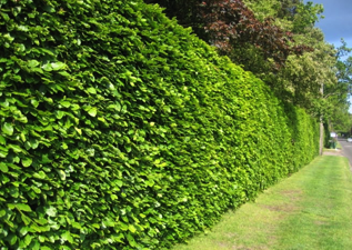 buy hedging plants