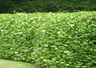 buy hedging plants