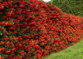 buy hedging plants