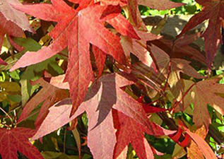 shrubs & trees in wimborne