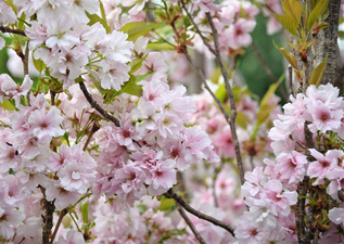 shrubs & trees in wimborne