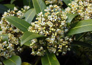 shrubs & trees in wimborne