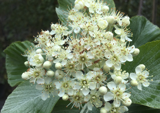 shrubs & trees in wimborne