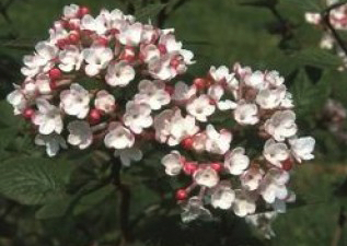 shrubs & trees in wimborne