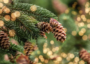 christmas tree wimborne